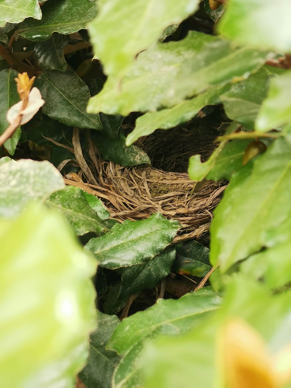 a bird nest in a tree