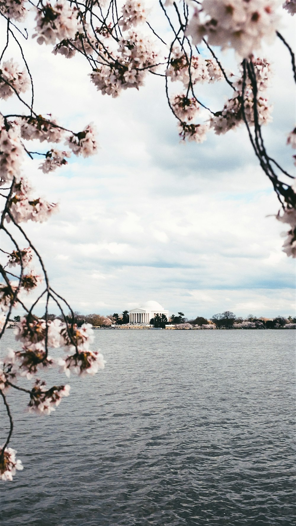 a body of water with flowers on the side and a building in the background