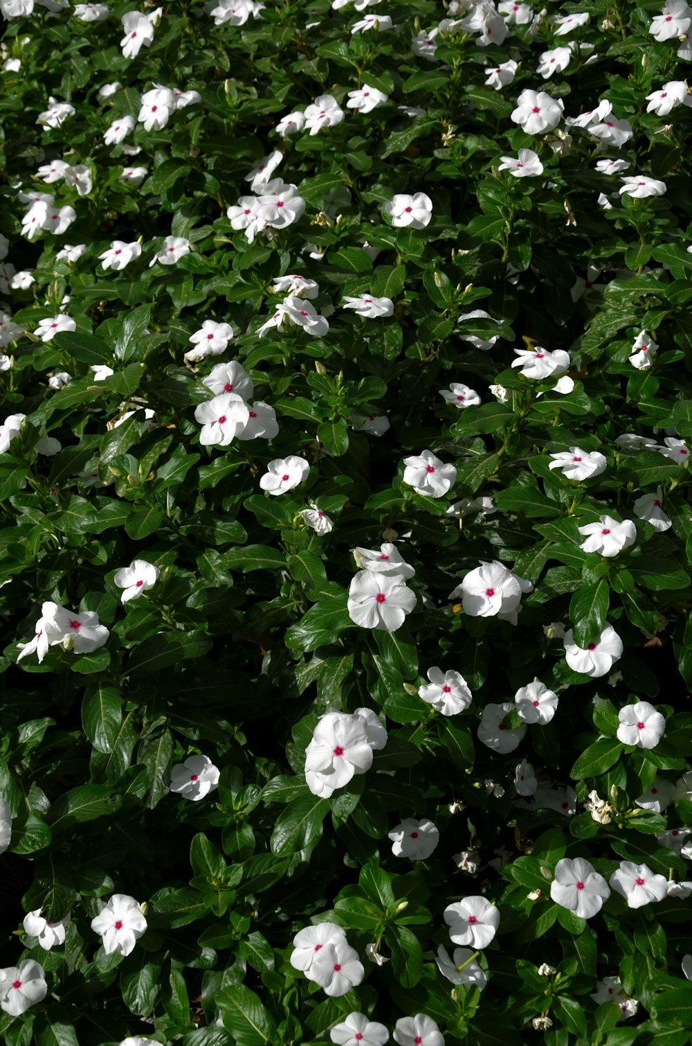 Un arbusto con flores blancas