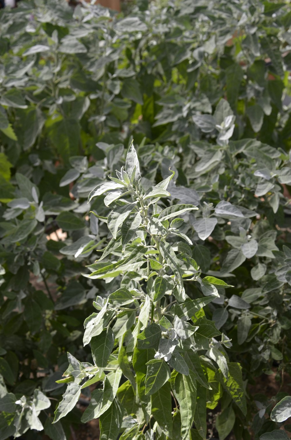 a close-up of some leaves