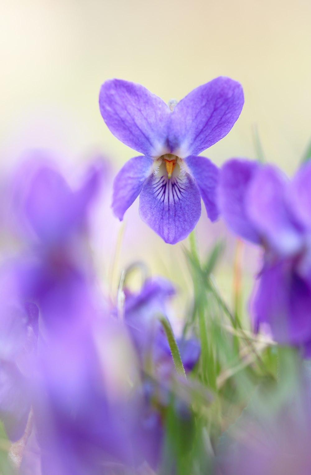 a close up of a purple flower