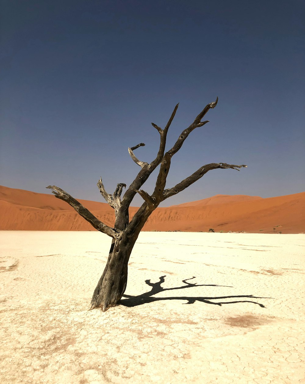 a tree in a desert