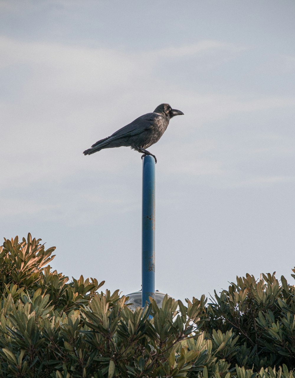 a bird sitting on a light post