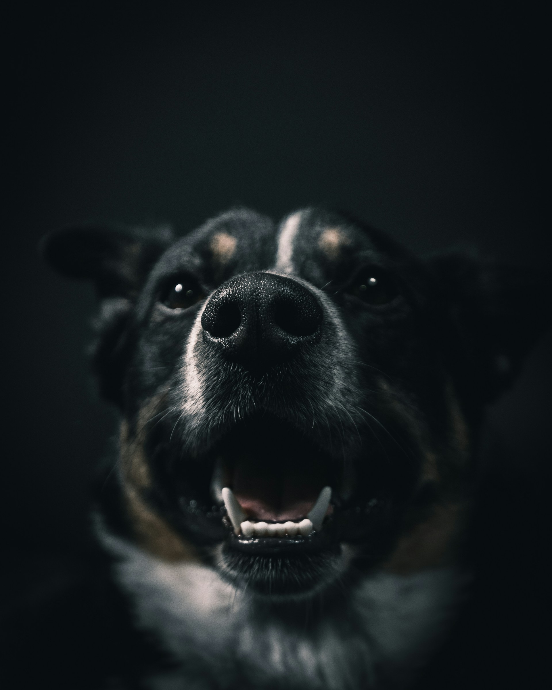 a dog with its mouth open