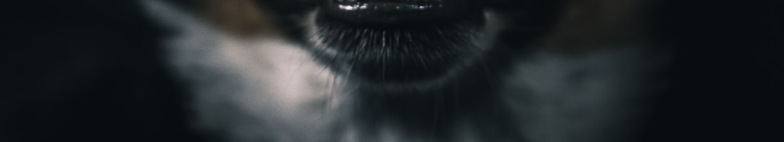 tp.web.random_picture