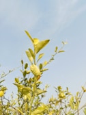 Bright green leaves of a citrus plant extend upward against a clear blue sky. The branches are sparse but bear small yellow fruit that is partially obscured by the foliage.