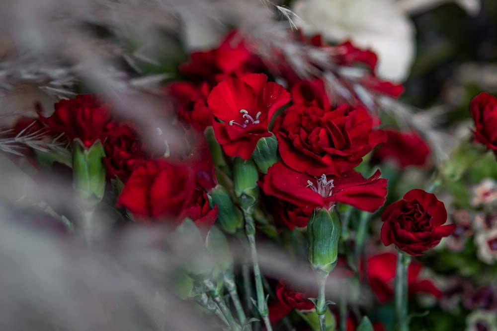 a group of red flowers