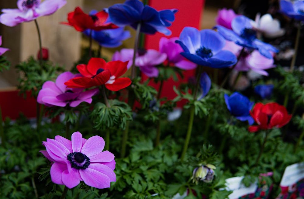 a group of colorful flowers