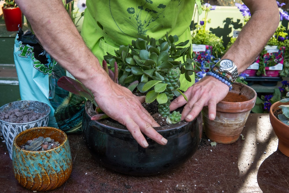 a person holding a plant