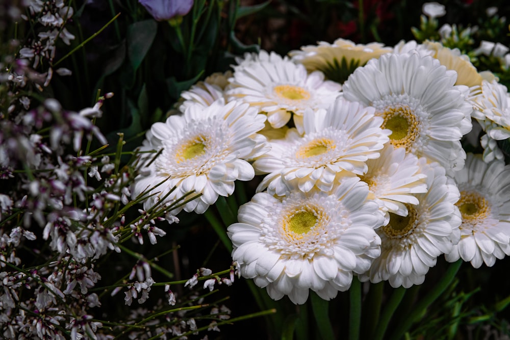 a group of white flowers