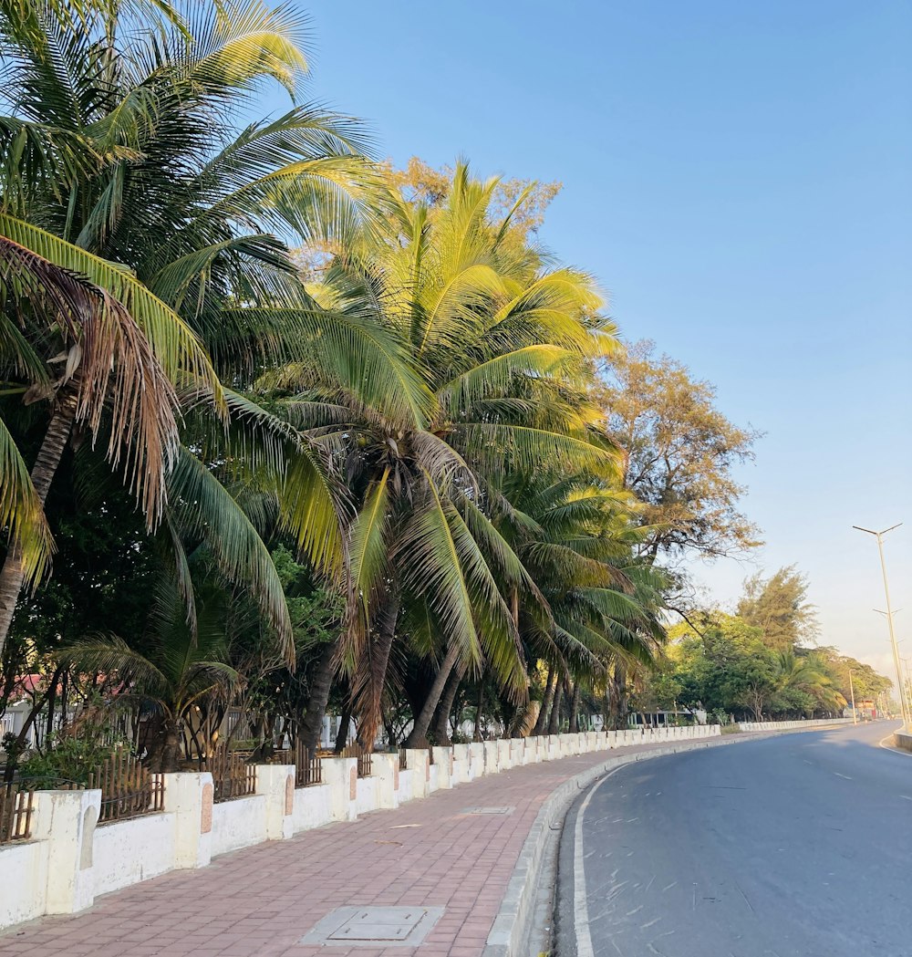 a road with palm trees on the side