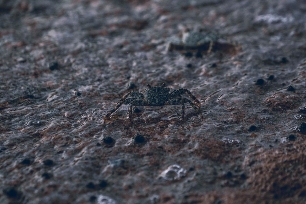a spider on the ground