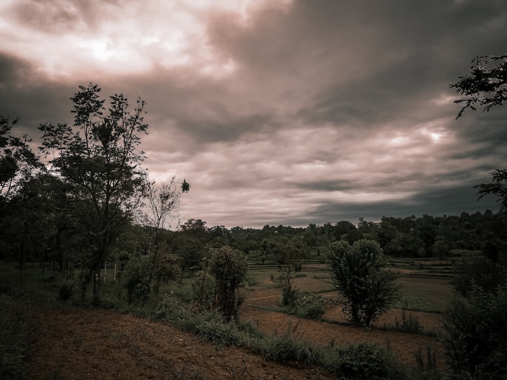 a landscape with trees and bushes