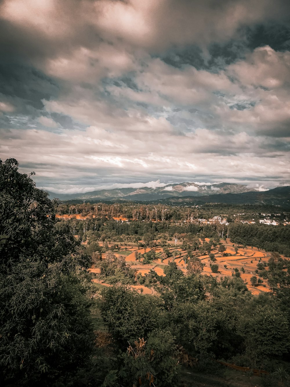 uma paisagem com árvores e colinas