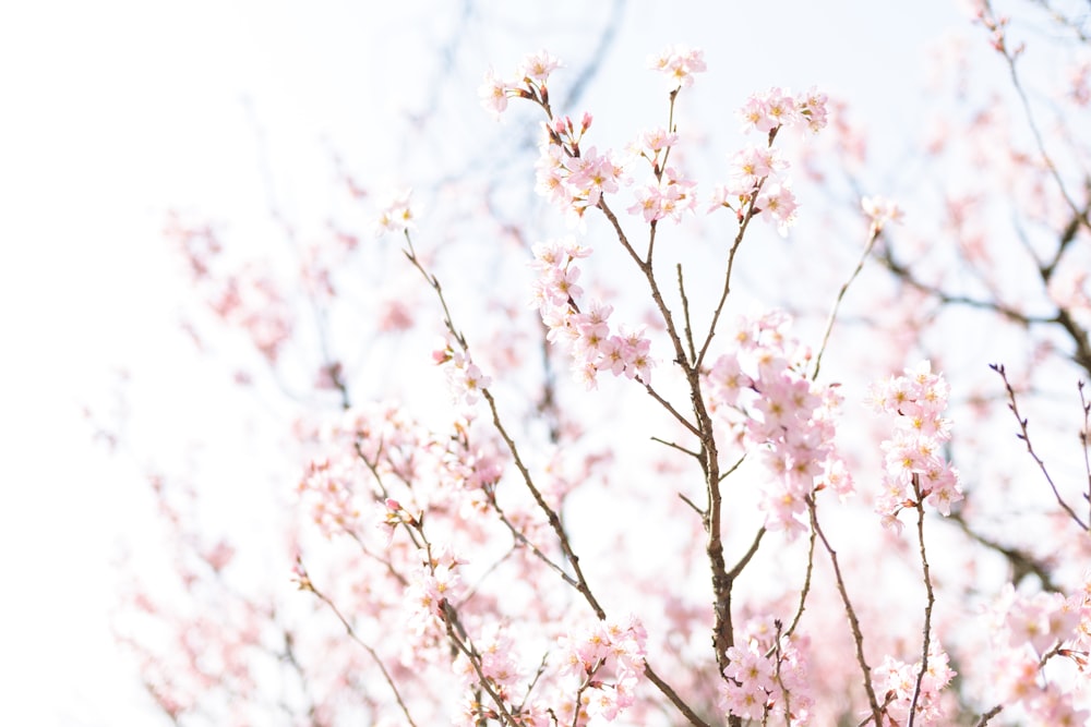분홍색 꽃이있는 나무