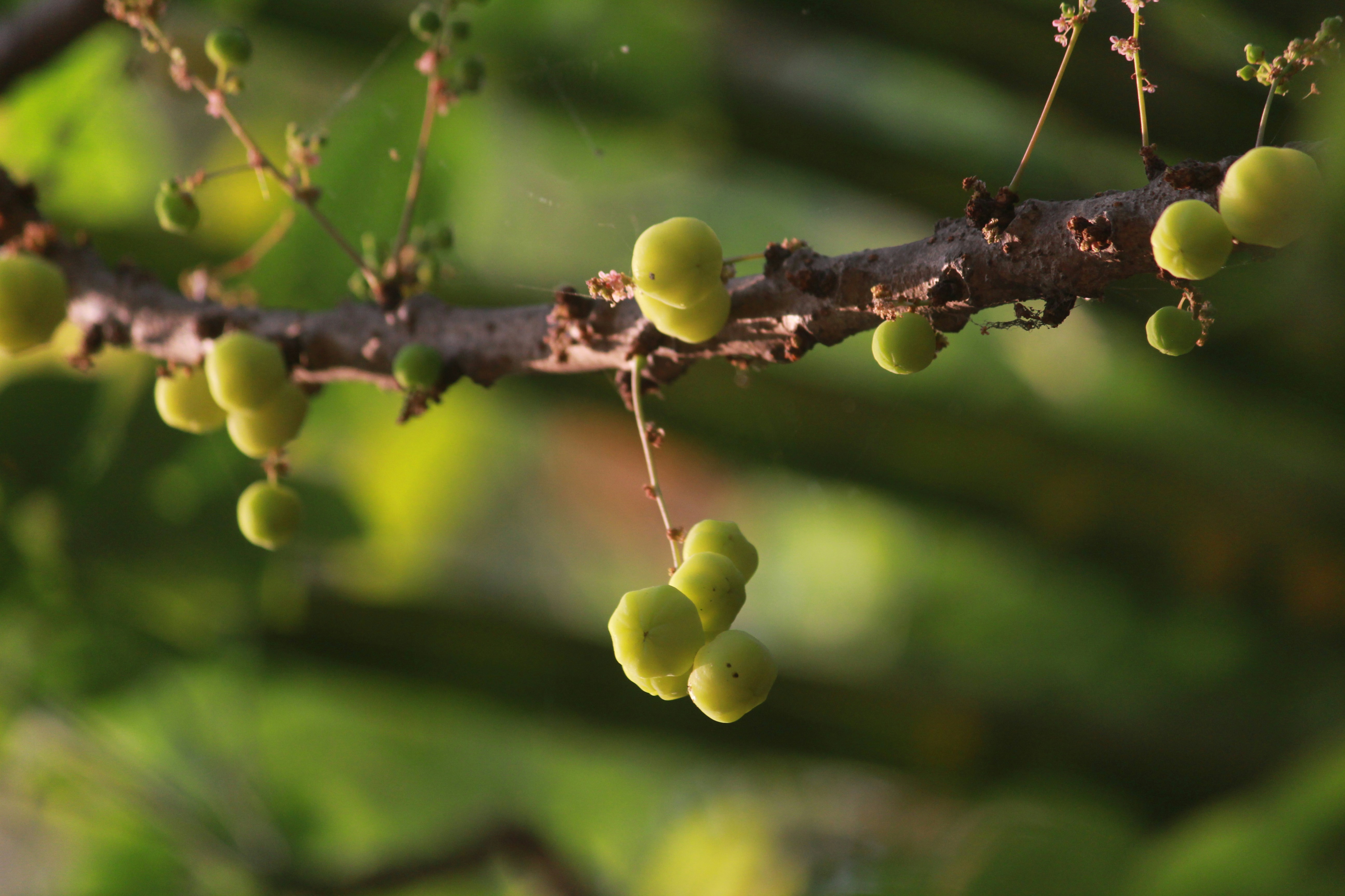 Photo by srini2srinivas