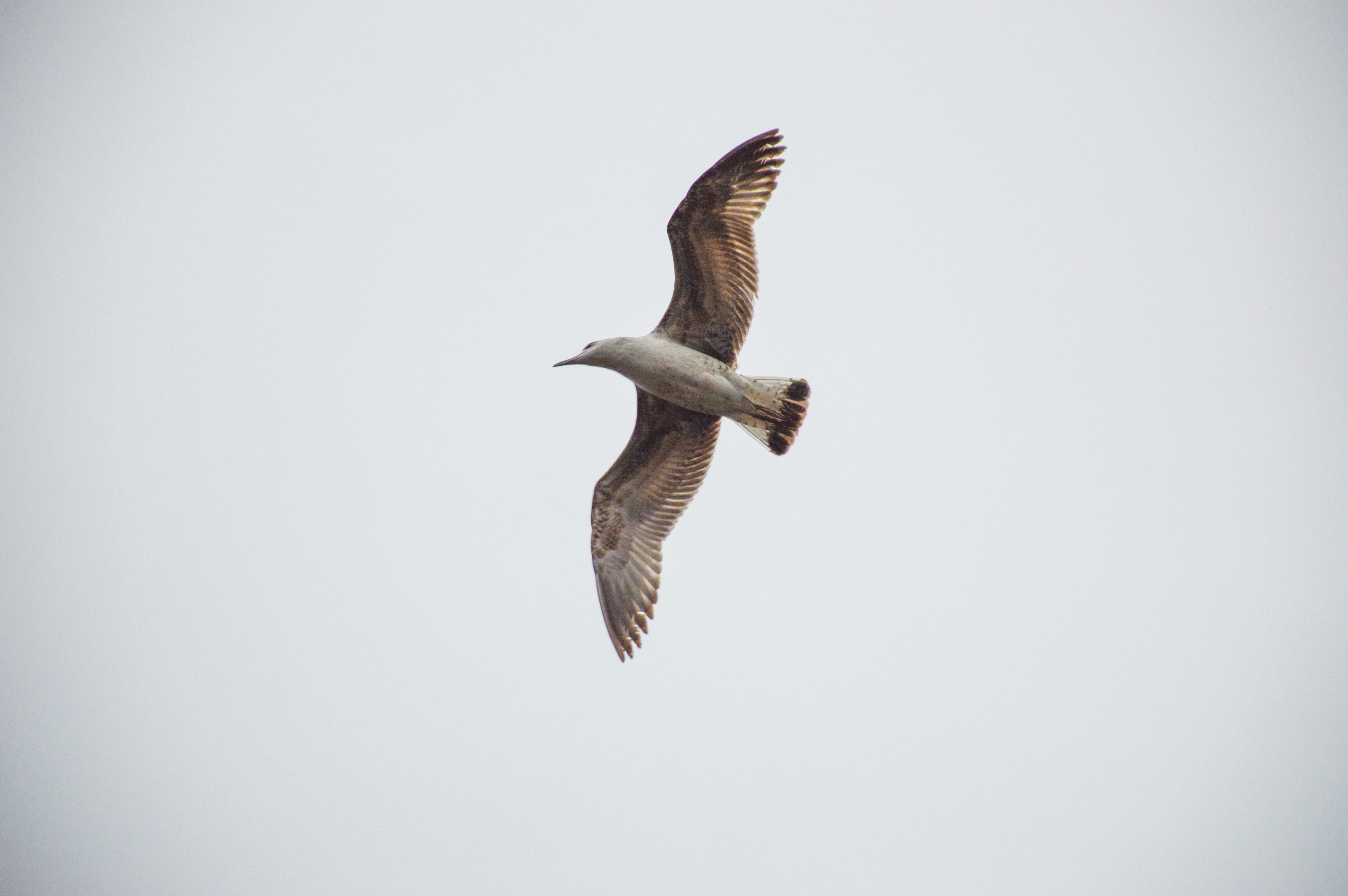 Photo by ekurtanidze1