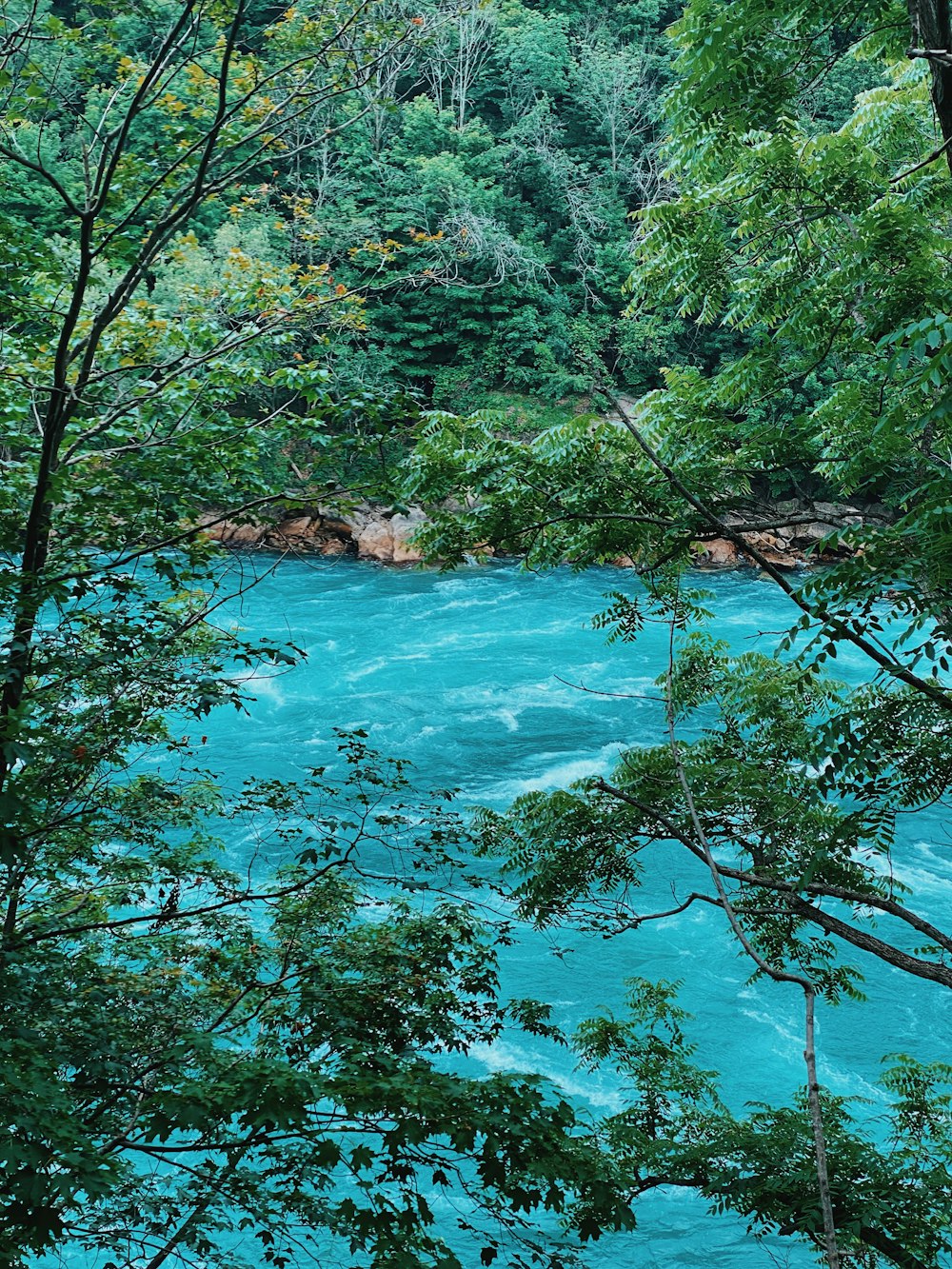 a body of water surrounded by trees