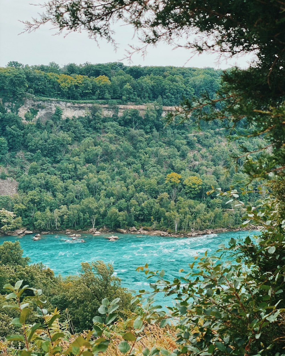 a body of water surrounded by trees