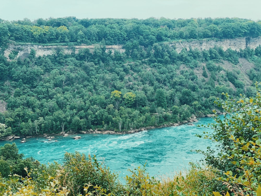 un fiume con alberi e una foresta