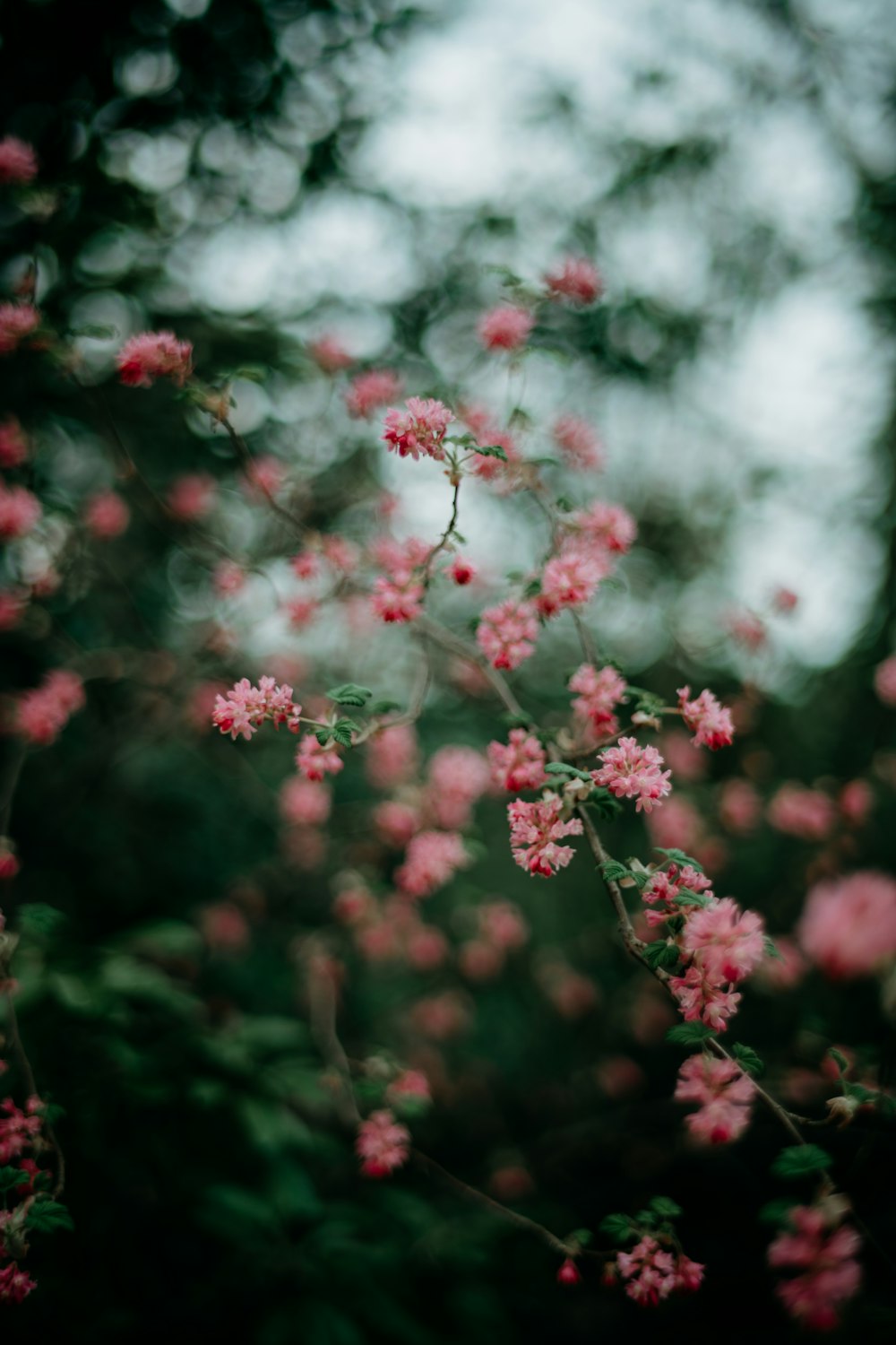 a bush with pink flowers