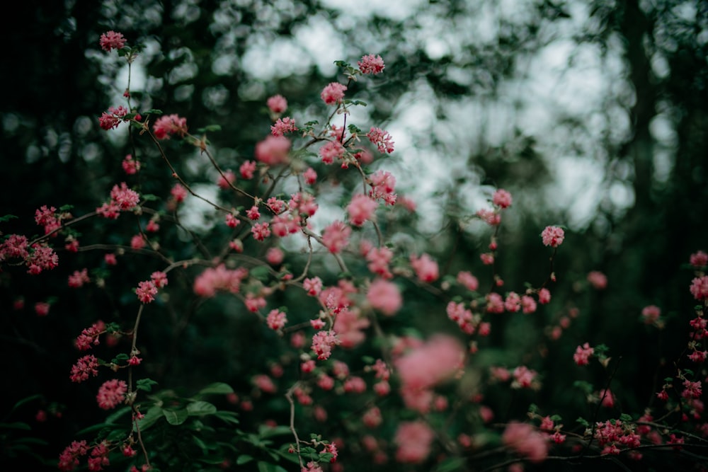 a bush with pink flowers