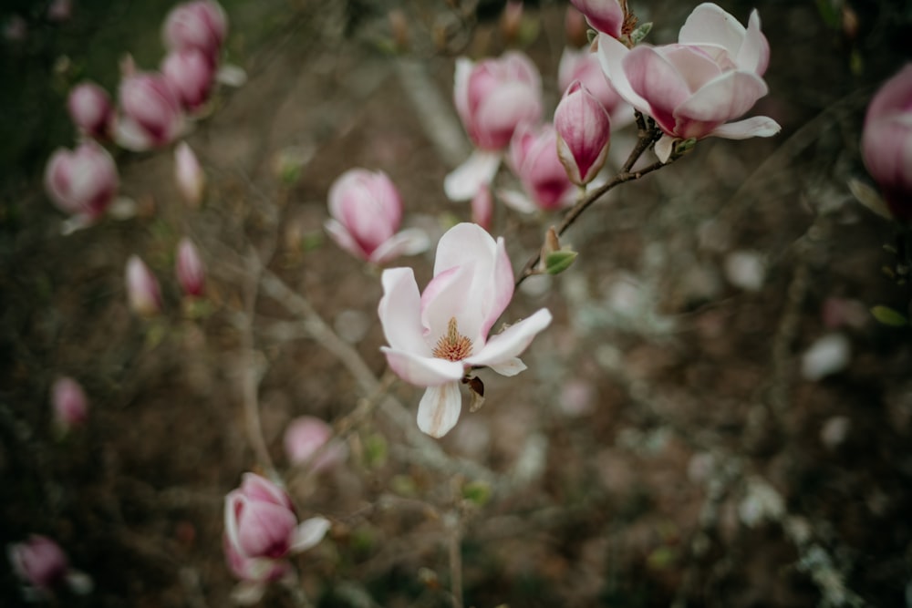 a close up of a flower