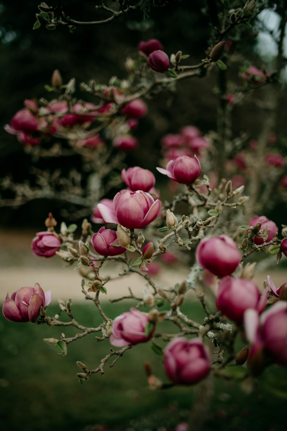 a bush with pink flowers