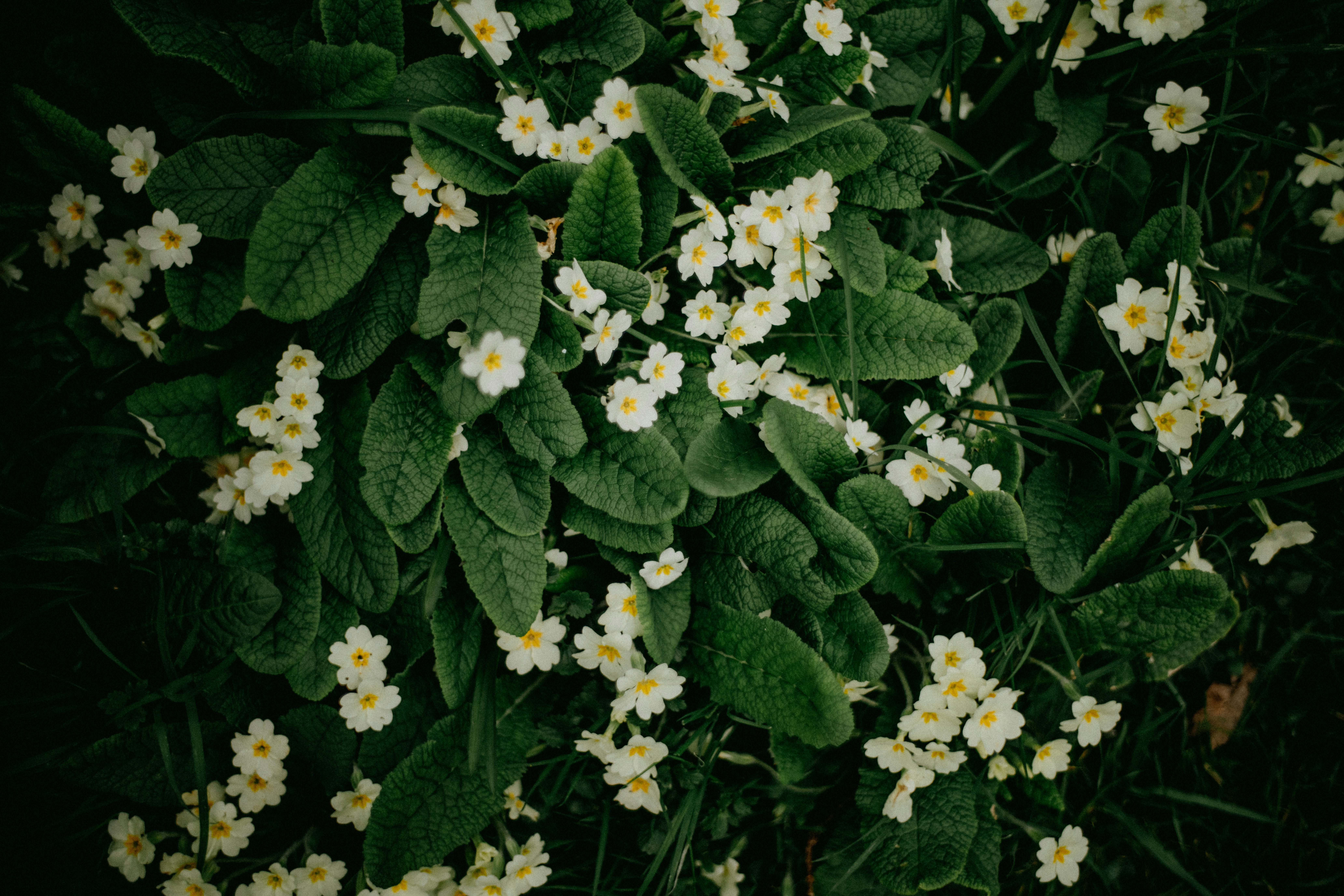 Photo by anniespratt