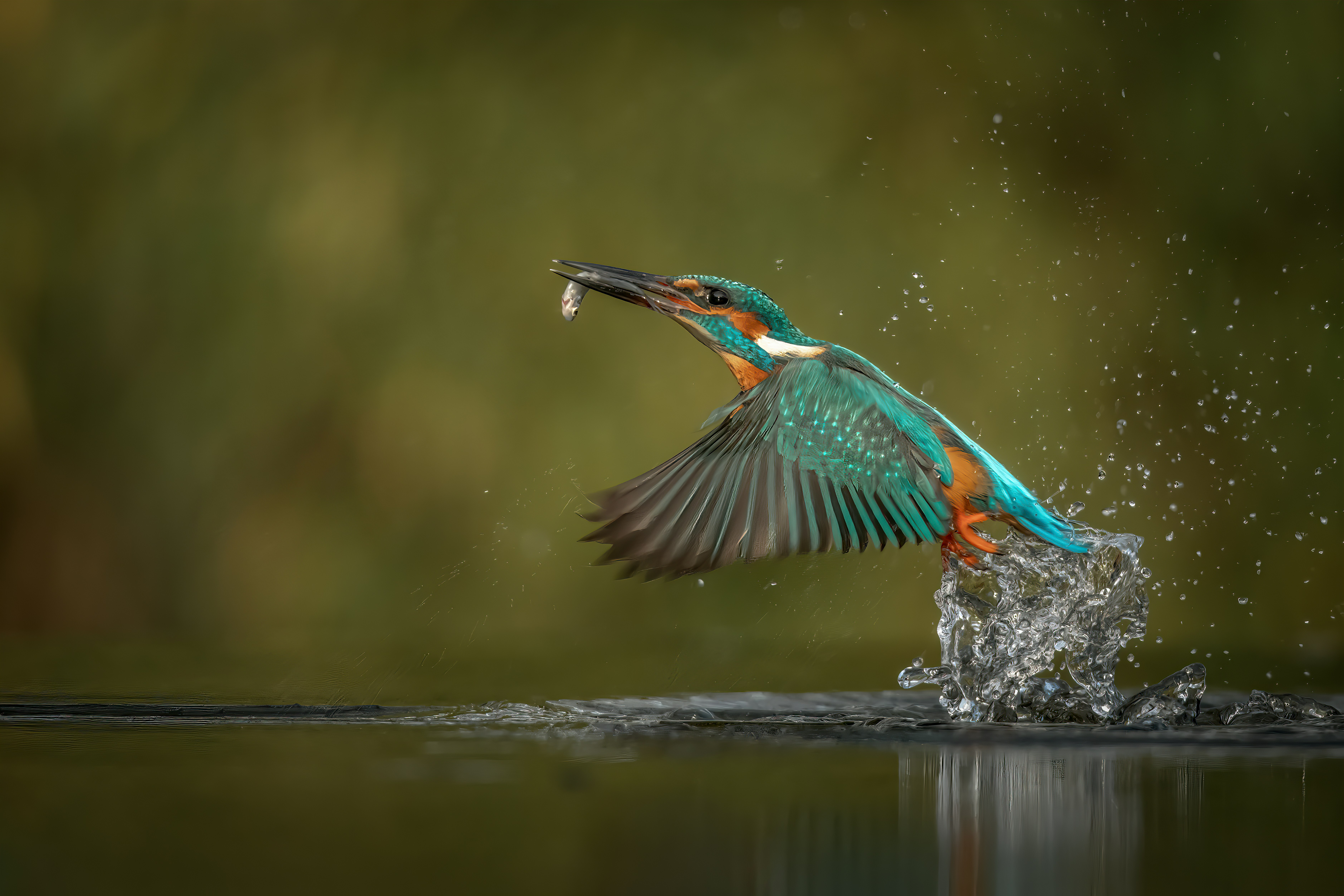 a colorful bird perched on top of a body of water