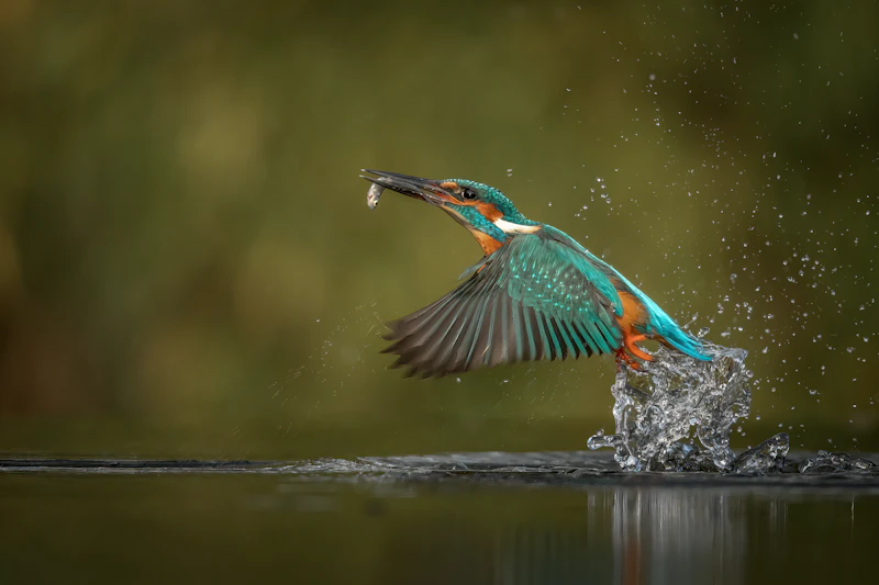 Common Kingfisher (Alcedo atthis)