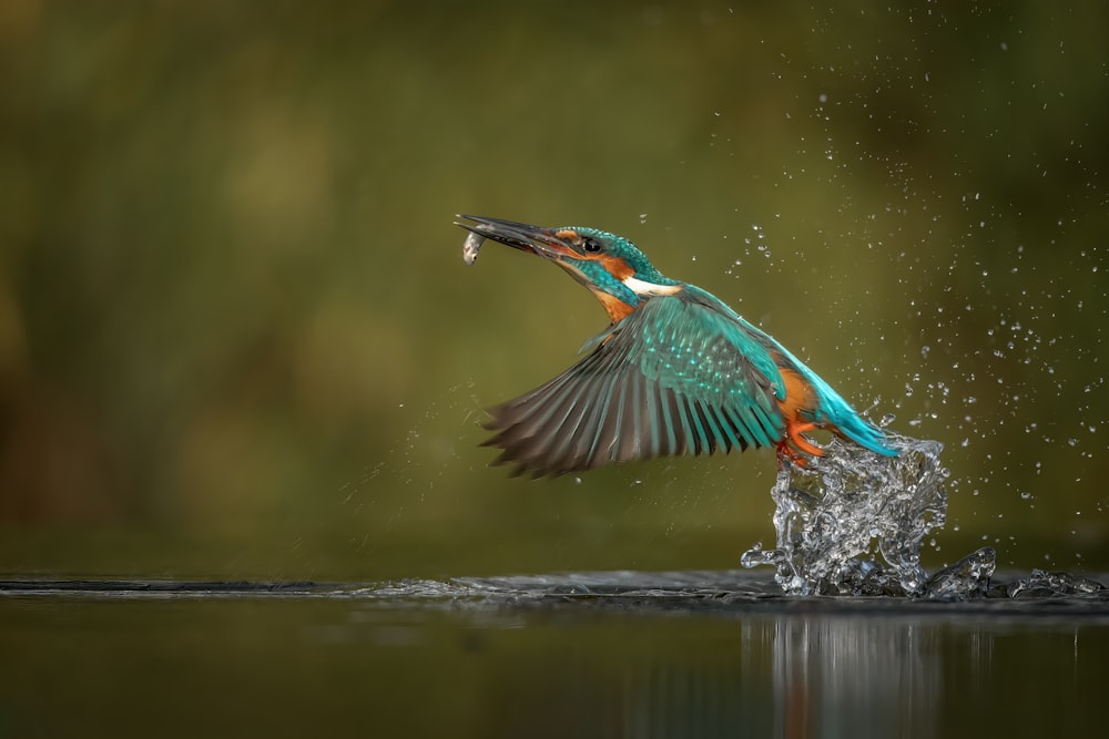 a colorful bird perched on top of a body of water