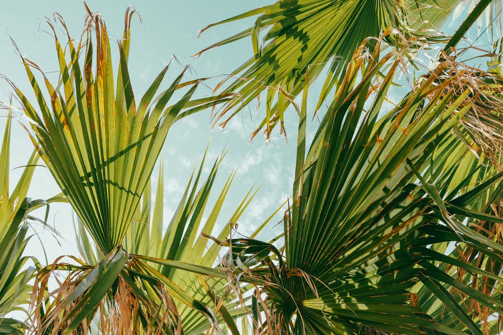 a close-up of some plants