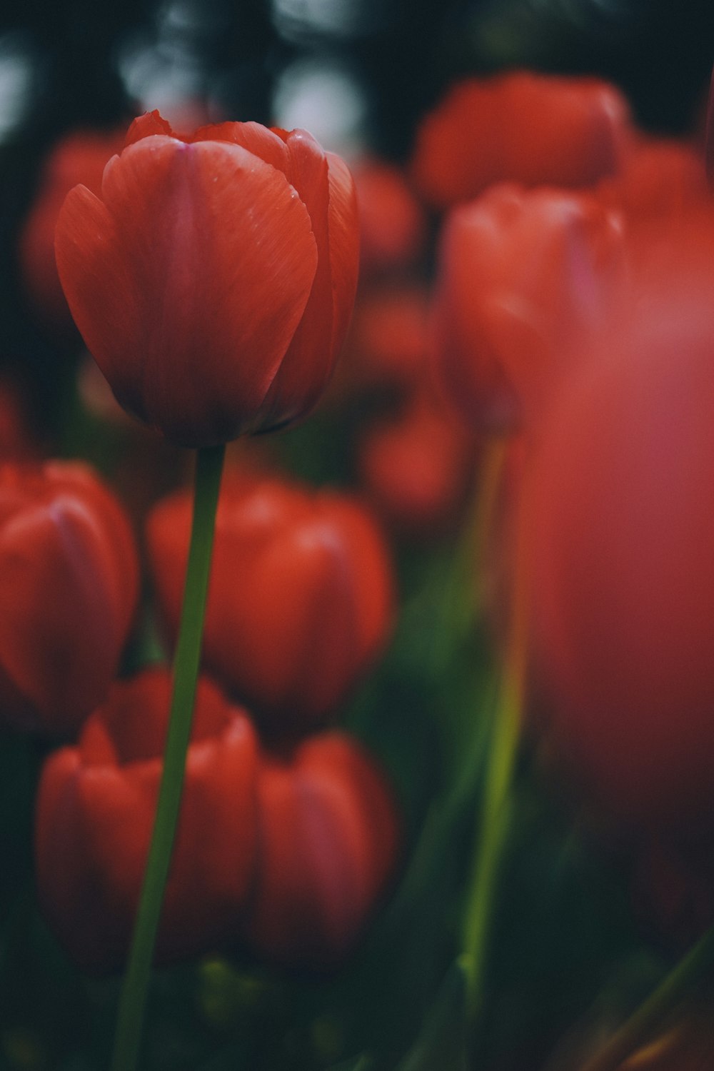 close up of flowers