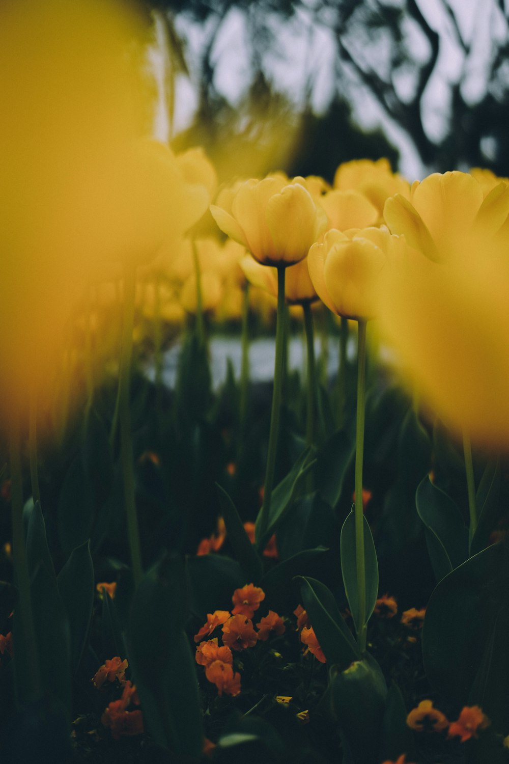 a group of yellow flowers