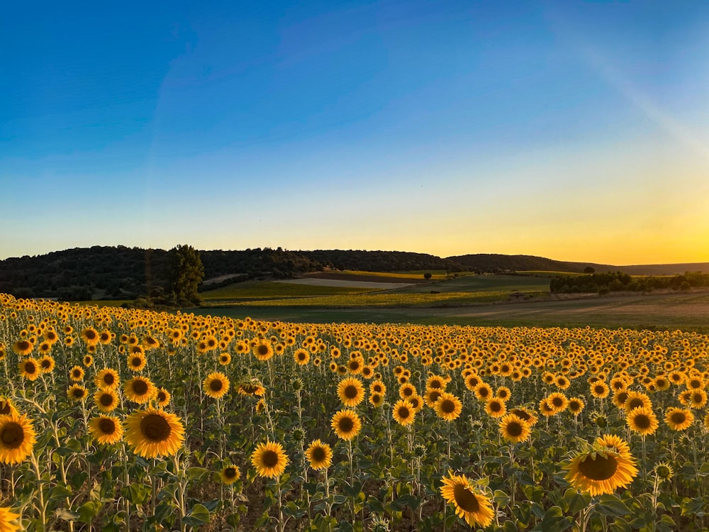 a field of sunflowers