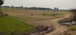 A rural landscape with open fields and a few scattered trees, including palm trees. There are several cows grazing on the fields, and a dirt path runs through the scene. The sky appears overcast, casting a muted light over the landscape.