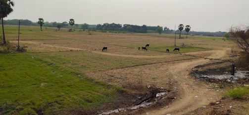 A rural landscape with open fields and a few scattered trees, including palm trees. There are several cows grazing on the fields, and a dirt path runs through the scene. The sky appears overcast, casting a muted light over the landscape.