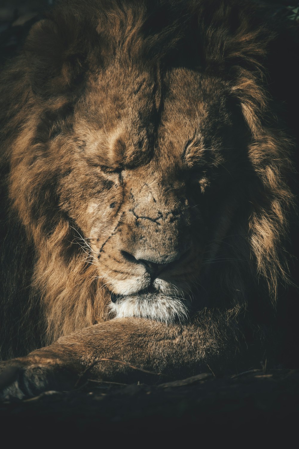 a lion looking at the camera