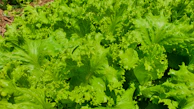 Close-up of crisp lettuce leaves glistening with a light dressing under natural light.