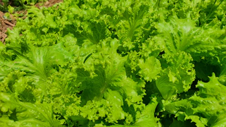 Close-up of vibrant green gourmet lettuce leaves glistening with morning dew in a sunlit field