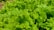 A close-up of crisp, green lettuce leaves glistening with morning dew.
