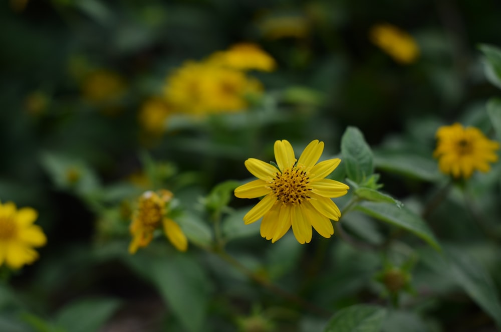 un groupe de fleurs jaunes