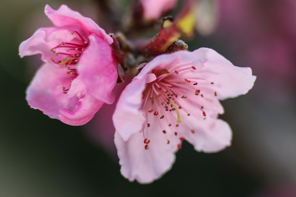 close up de flores cor-de-rosa