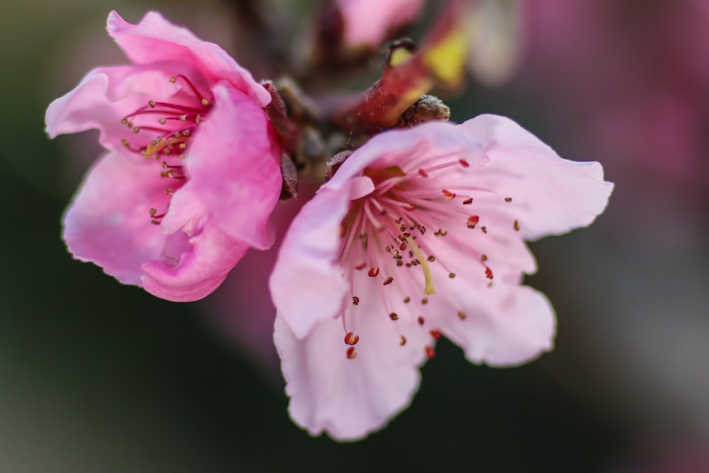 close up of pink flowers