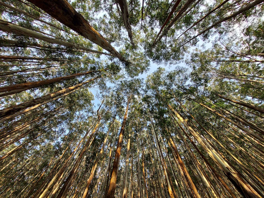 looking up at tall trees