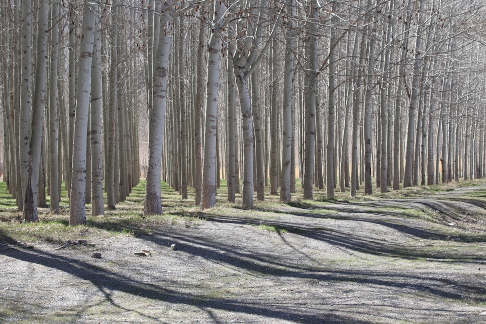 una strada sterrata circondata da alberi