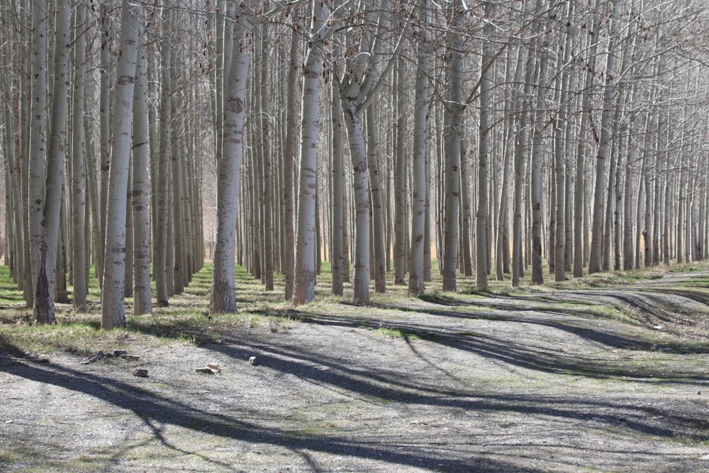 a dirt road surrounded by trees