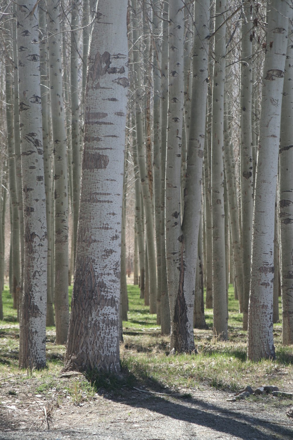 un gruppo di alberi con scritte su di essi