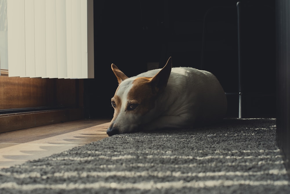 a dog lying on the floor